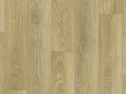 Chevron 81 Chapman Oak (4 meter breed)