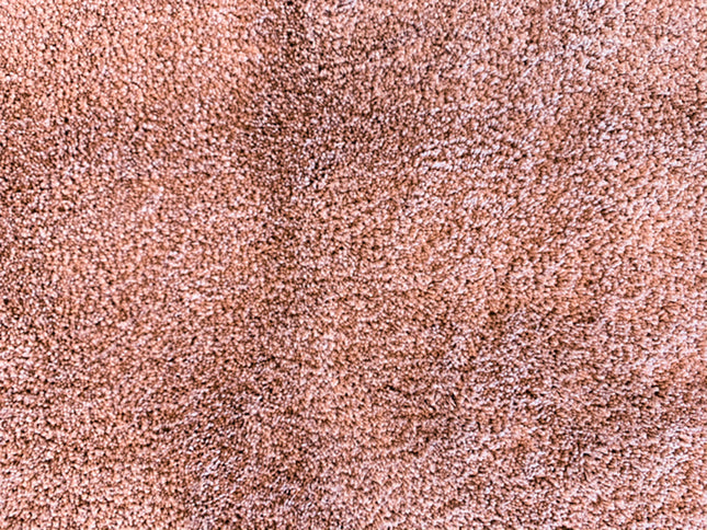 Honey 11 Powder (4 meter breed)