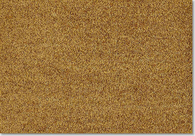 Fidenza 370 Curry (4 meter breed)